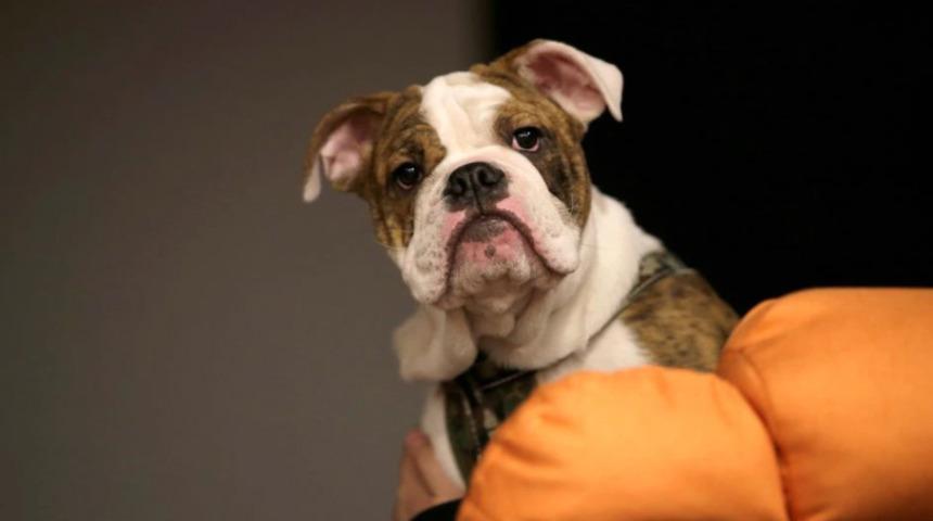 Çin'de 'kapalı kutularda' canlı hayvan satışı tepki çekti