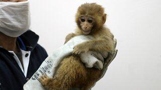 Sınırda 12 maymun! Ekipler fark edince harekete geçti