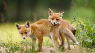 Polonya’da 17 tilkide kuduz vakası görüldü