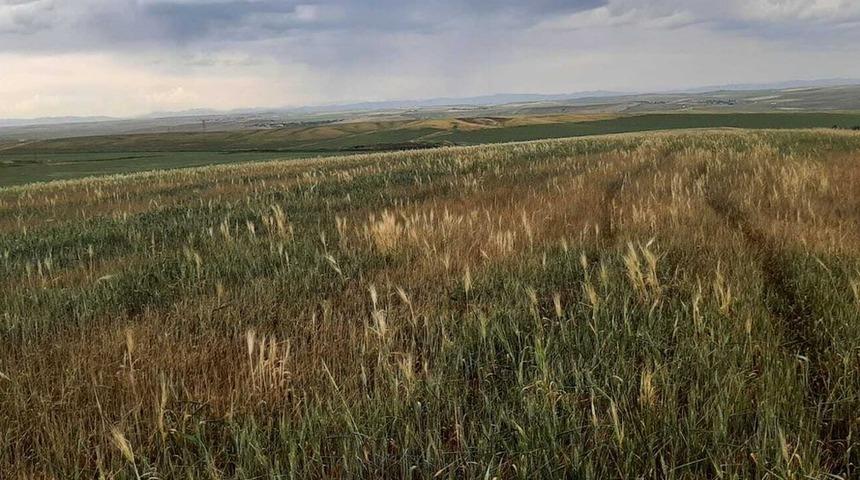 G&uuml;neydoğu'da kuraklık: 'Sofralar &ccedil;ok k&ouml;t&uuml; etkilenecek, acilen afet b&ouml;lgesi ilan edilmeli'