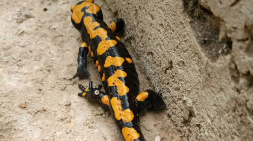 Evinin merdivenlerinde 'semender' görüntüledi