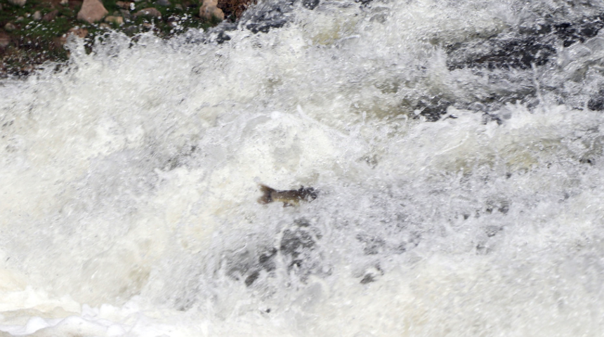 Van'da inci kefalinin tatlı sulara göçü başladı