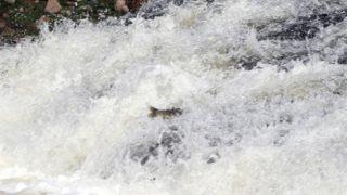 Van'da inci kefalinin tatlı sulara göçü başladı