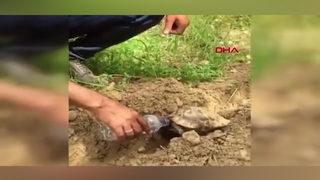 Yürekleri ısıtan anlar! Bitkin haldeki kaplumbağa ile suyunu paylaştı