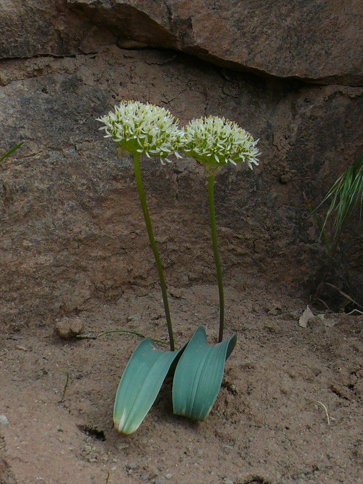 Tunceli'de "Azizabdal soğanı" adı verilen yeni bitki türü keşfedildi G1