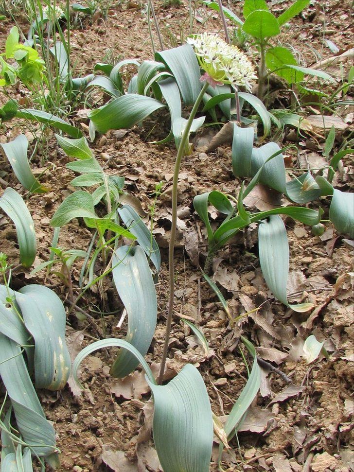 Tunceli'de "Azizabdal soğanı" adı verilen yeni bitki türü keşfedildi G2