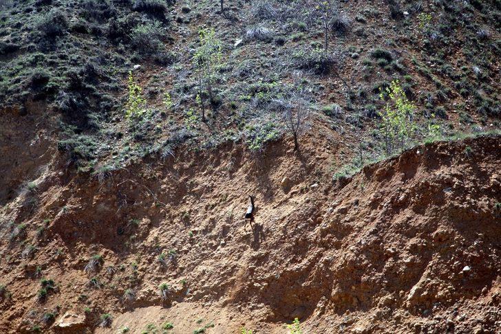 Çankırı'da il merkezi yakınlarında yiyecek arayan karaca görüntülendi G1