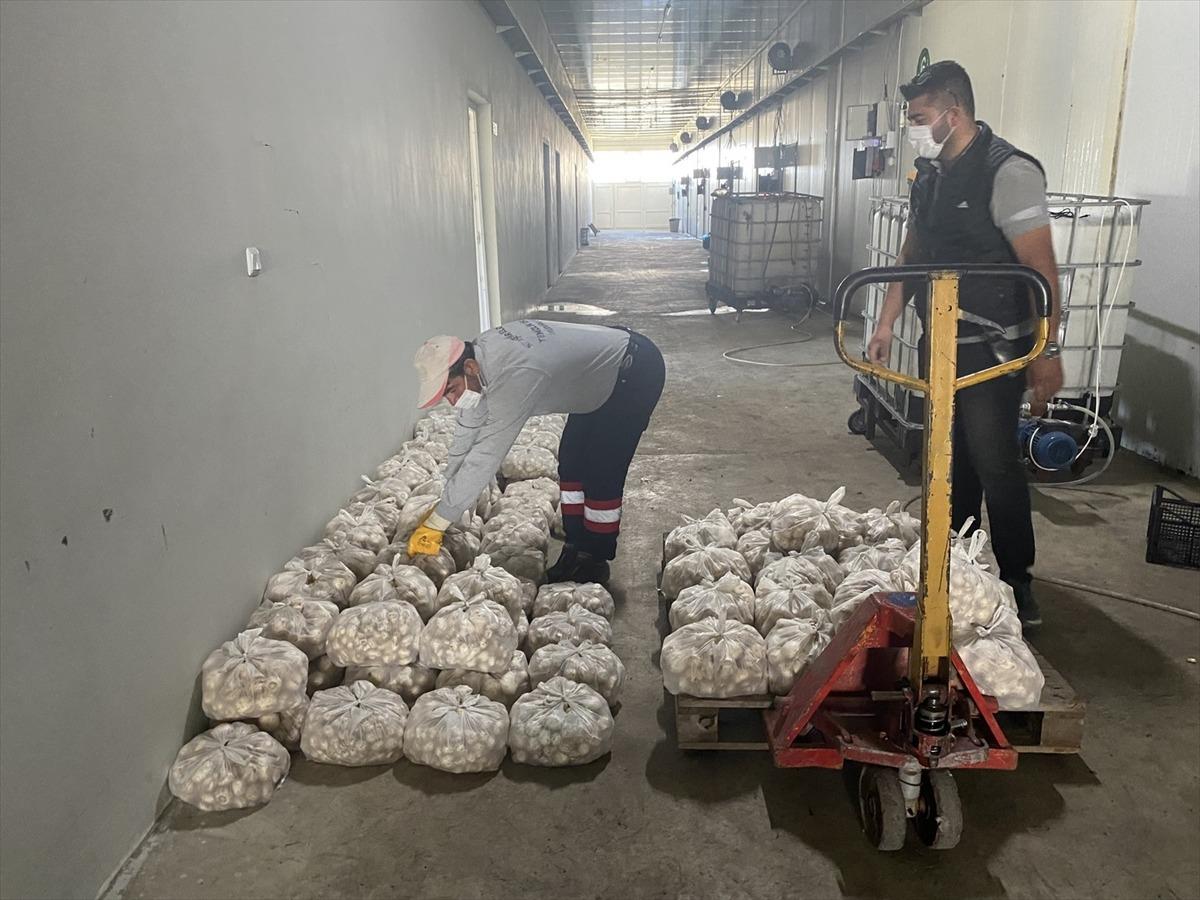 Nevşehir Belediyesi &uuml;reticilerden aldığı sebzeyi vatandaşa dağıttı