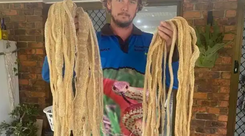  Çatı katında 50 yılan derisi bulan aile dehşete düştü! Yetkililer bile şaşkın: Daha önce böylesini görmedik 