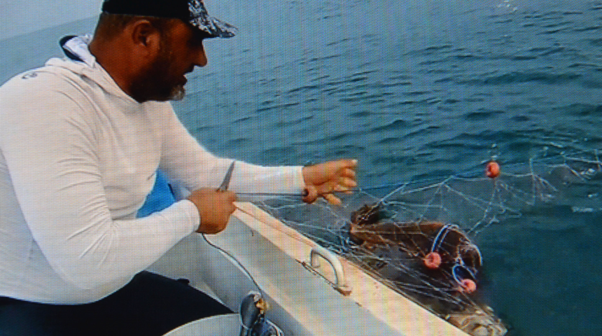 Ağa takılan caretta carettayı 'Tamam gülüm' diyerek kurtardı