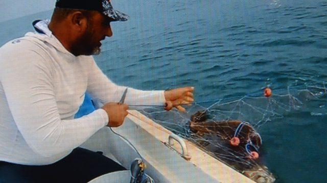 Ağa takılan caretta carettayı 'Tamam gülüm' diyerek kurtardı