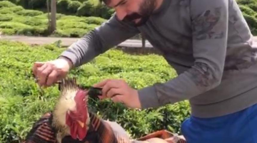 Rizeli kuaför horozunu tıraş etti, sosyal medya yıkıldı