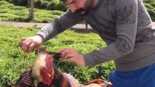 Rizeli kuaför horozunu tıraş etti, sosyal medya yıkıldı