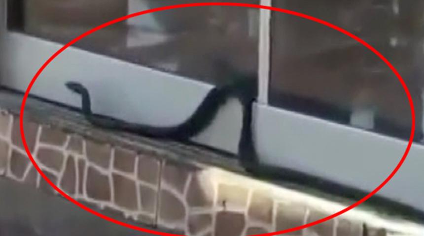 Antalya'da 1.5 metrelik yılan iş yerine girmeye çalıştı