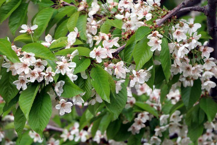 Eldivan'da baharın gelmesiyle beyaz gelinliğini giyen kiraz bahçeleri göz alıcı güzellikler sunuyor G1