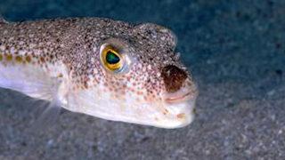 Balon balığı alımları, Ramazan Bayramı sonrasında başlıyor