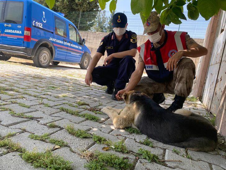 Mersin ve Hatay'da tam kapanmada sokak hayvanları unutulmadı G1