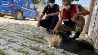 Mersin ve Hatay'da tam kapanmada sokak hayvanları unutulmadı