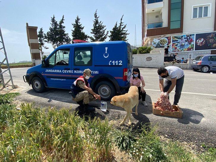 Mersin ve Hatay'da tam kapanmada sokak hayvanları unutulmadı G4