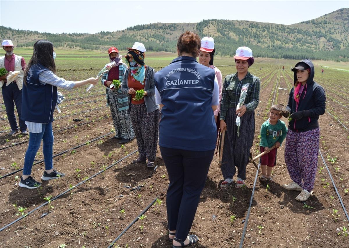 Gaziantep'e tarlada &ccedil;alışan kadınlara "Anneler G&uuml;n&uuml;" s&uuml;rprizi
