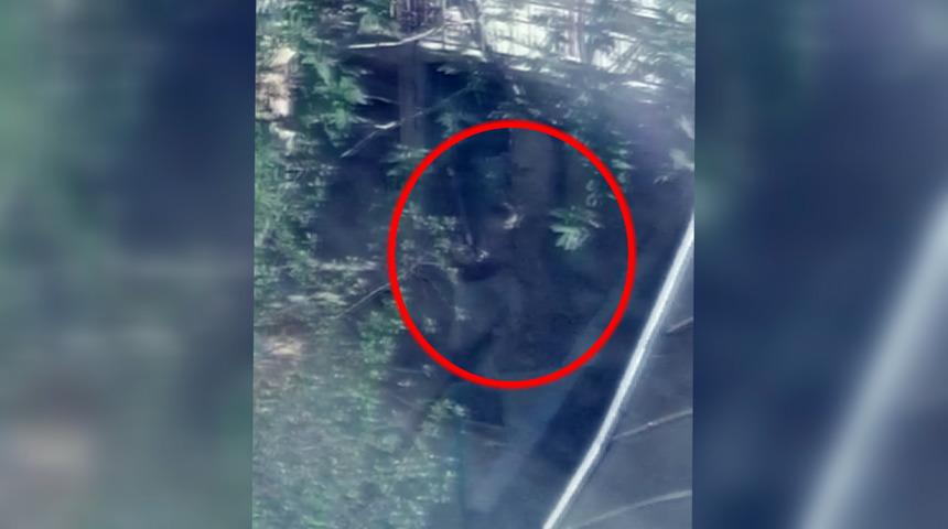 11 köpeğe işkence şoku! Hepsine el konuldu