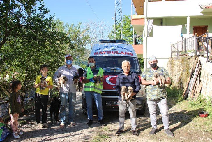 Artvin'de annesiz kalan 7 köpek yavrusu koruma altına alındı G1