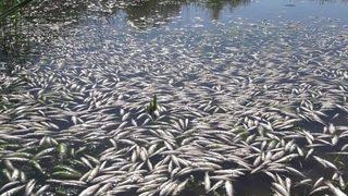 Diyarbakır'da paniğe neden olan görüntü! Binlerce ölü balık kıyıya vurdu