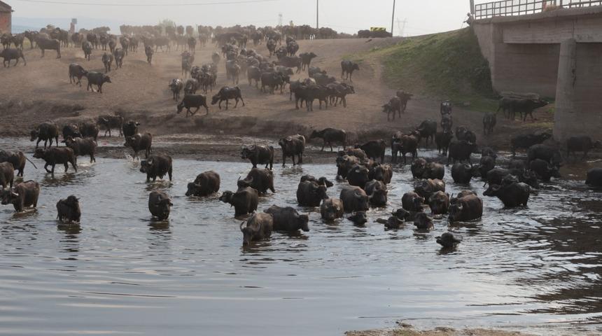 Balıkesir, belgeselleri aratmayacak görüntülere sahne oldu! Mandaların meradan dönüşü şaşırttı