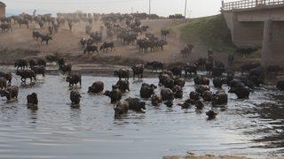 Balıkesir, belgeselleri aratmayacak görüntülere sahne oldu! Mandaların meradan dönüşü şaşırttı