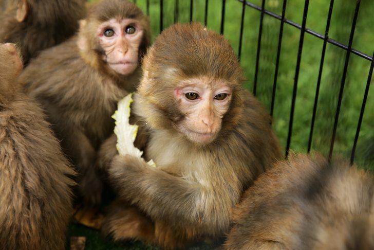 Yasa dışı yollardan yurda sokulmak istenirken el konulan hayvanlar, Gaziantep Hayvanat Bahçesine yerleştirildi G1