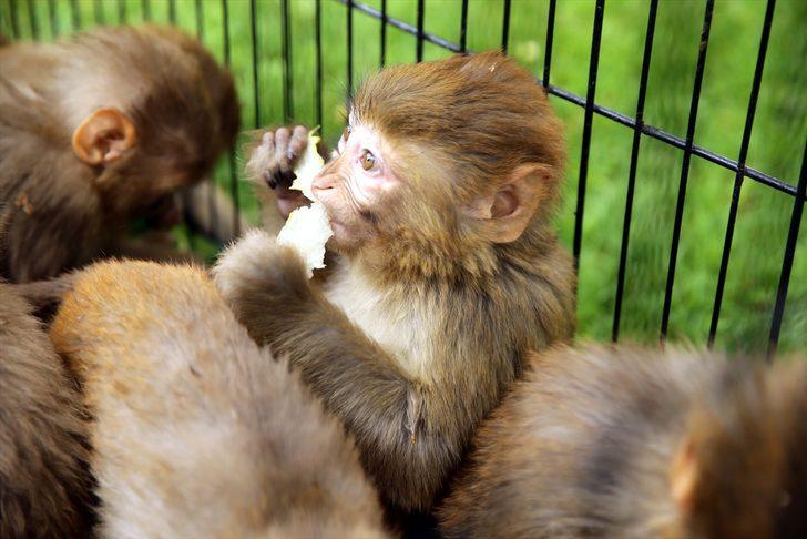 Yasa dışı yollardan yurda sokulmak istenirken el konulan hayvanlar, Gaziantep Hayvanat Bahçesine yerleştirildi G2