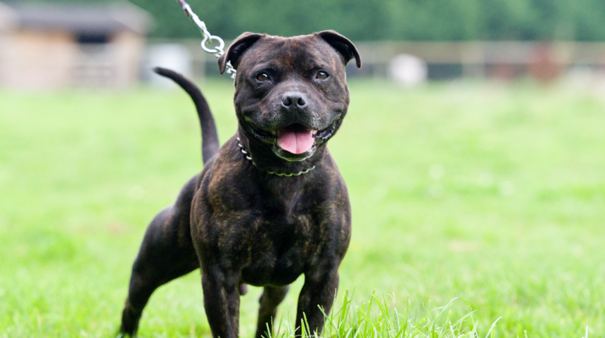Bakımına asla izin verilmiyor! Farklı &uuml;lkelerde yasaklı olan k&ouml;pek cinsleri