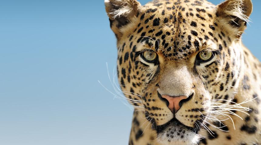 Çin’de safari parkından 3 leopar kaçtı