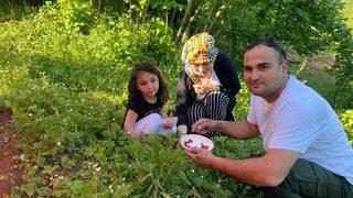 4 saatte bir kilo toplanabilen çileğin kilosu 200 TL