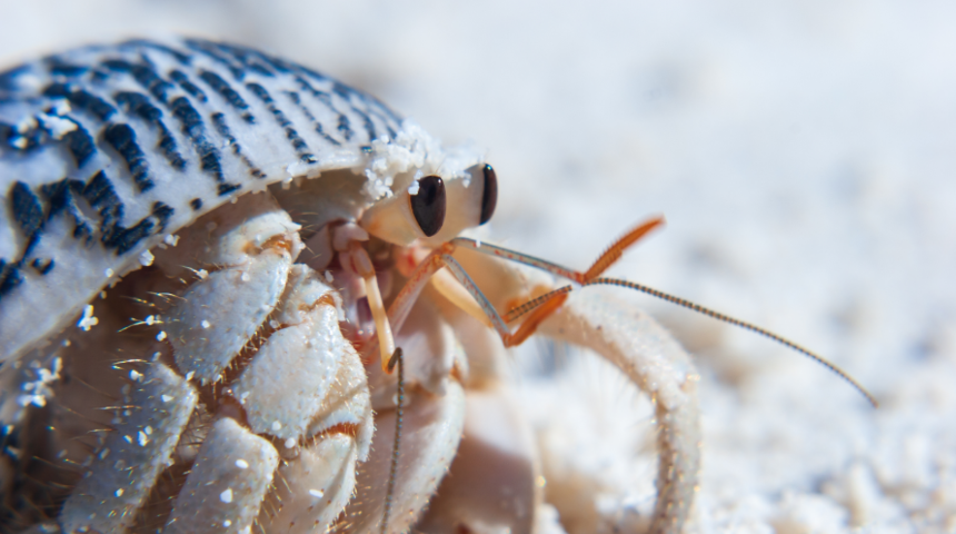 Tarih boyunca iyileştirmek için kullanılan birbirinden ilginç tedavi yöntemleri