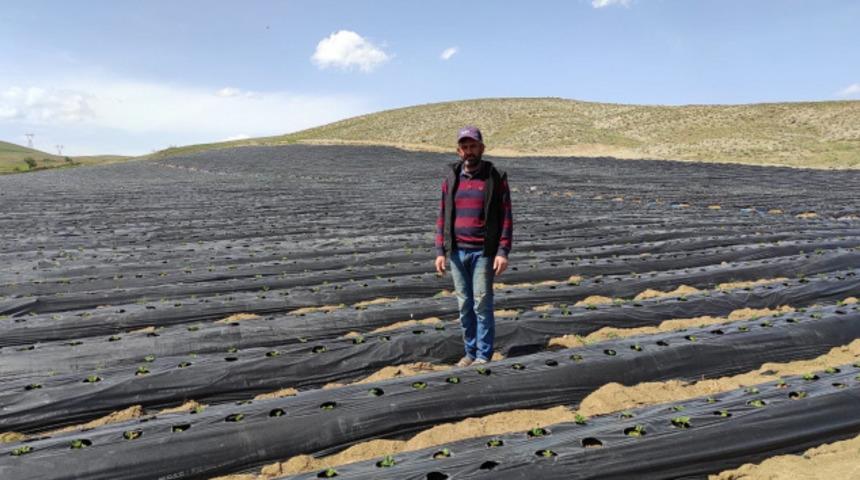 Ot bitmeyen tarlalarda şimdi "çilek" yetiştiriliyor