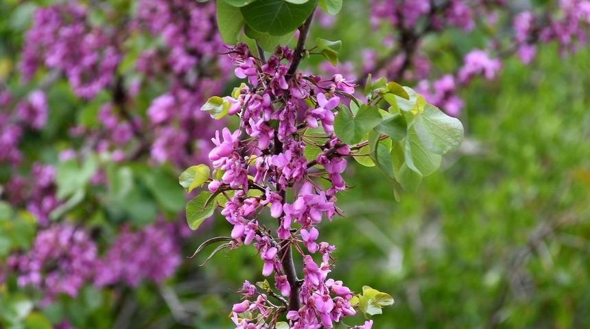 Erguvan çiçeği reçeli sofralardaki yerini aldı! Hem rengiyle hem de lezzetiyle büyülüyor