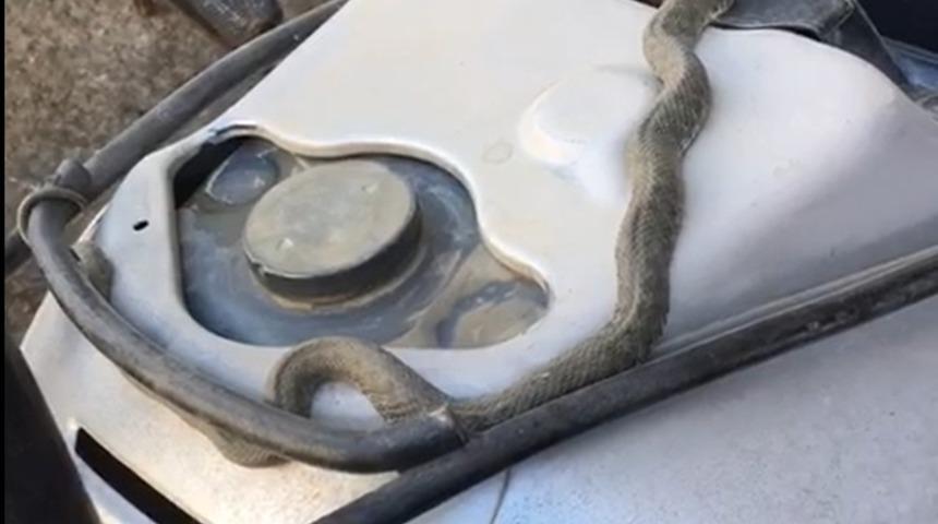Tamir ettiği motosikletten yılan çıktı