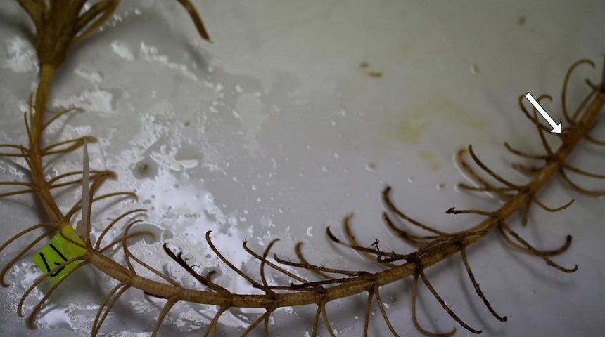 273 milyon yıllık 'yaşayan fosiller' bulundu