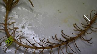 273 milyon yıllık 'yaşayan fosiller' bulundu