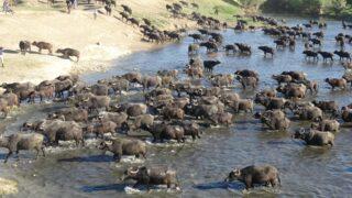 Belgeselleri aratmadı! Mandaların dereyle buluşması görsel şölen oluşturdu