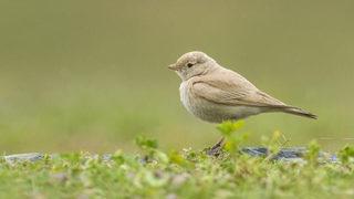 Büyük sevinç yaşadılar! Türkiye'de ilk kez Küçük Çöl Toygarı görüldü