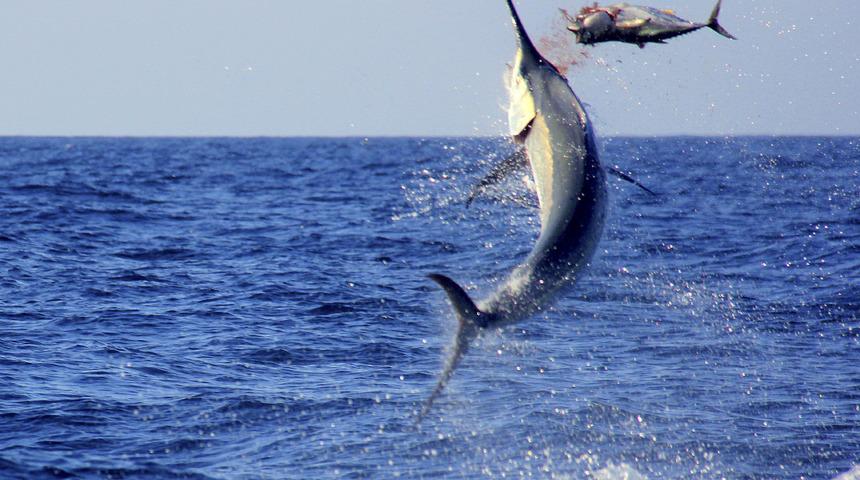 Dev merlin balığının av anı tüyler ürpertti!