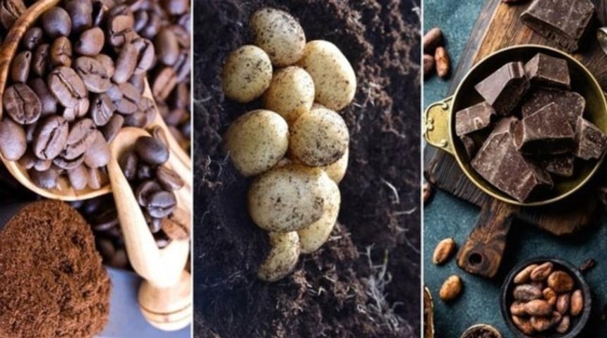Çikolata, patates ve kahve 2055’e kadar yok olabilir