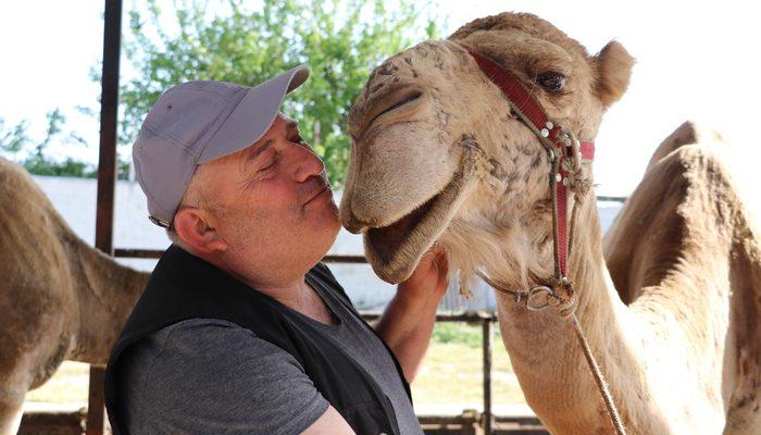 Koronavirüste deve sütüne talep patlaması yaşandı! Deve sütünün litresi 100 lira