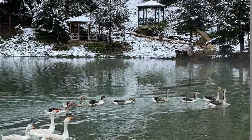 Limni Gölü Tabiat Parkı, baharda beyaza büründü! Manzara görenlerin dikkatini çekti