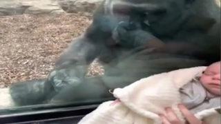 Anne gorilin çocuk sevgisi görenlerin içini ısıttı