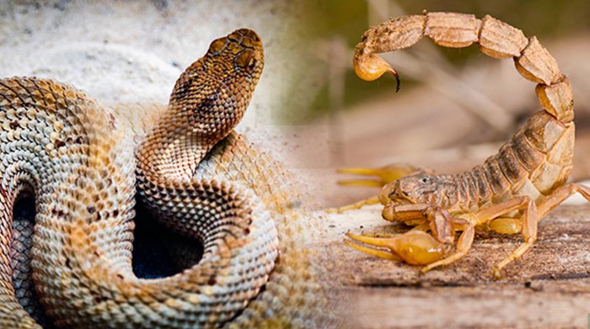 Batman'da akrep ve yılan uyarısı: Vücuda yayılmasını önlemek için...