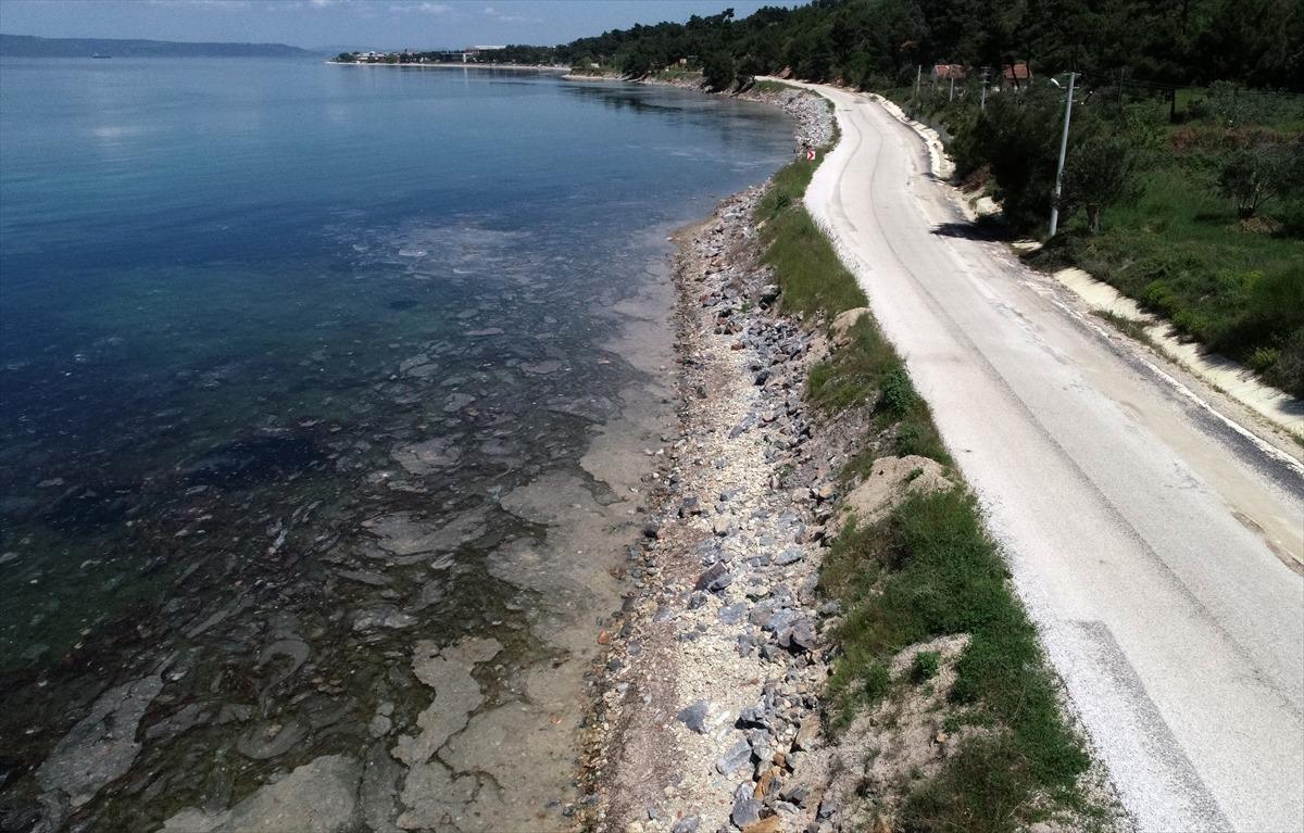 Deniz salyası "sahte dip yapısı" oluşturarak balıkları olumsuz etkiliyor