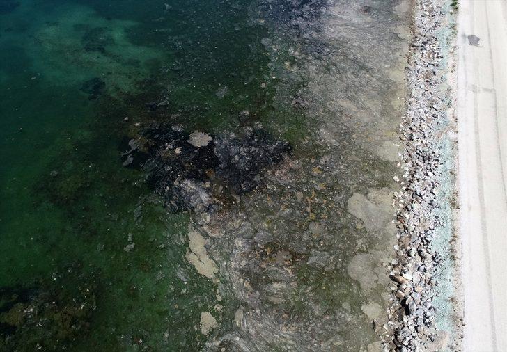 Deniz salyası "sahte dip yapısı" oluşturarak balıkları olumsuz etkiliyor G2